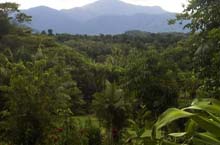 Hbergement Australie - Epiphyte B&B