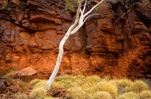 Hbergement Australie - Karijini Eco Retreat