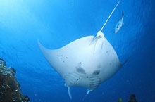 Hbergement Australie - Lady Elliot Island