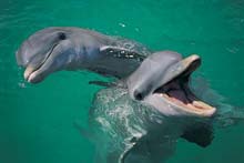 Les Dauphins de Port Stephens, Nouvelle Galles du Sud, Australie Les Dauphins de Port Stephens, Nouvelle Galles du Sud, Australie
