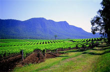 Hunter Valley, Nouvelle Galles du Sud, Australie Hunter Valley, Nouvelle Galles du Sud, Australie