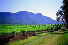 Hunter Valley, Nouvelle Galles du Sud, Australie