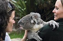 Koala au Taronga Zoo, Sydney, Nouvelle Galles du Sud