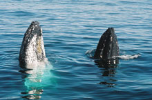 Baleines, Sydney, Australie