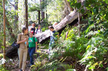 Les Blue Mountains, Nouvelle Galles du Sud, Australie