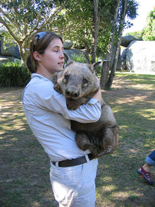 Wombat au Taronga Zoo, Sydney, Nouvelle Galles du Sud Wombat au Taronga Zoo, Sydney, Nouvelle Galles du Sud