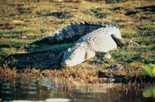 Crocodile, Kakadu National Park, Australie Crocodile, Kakadu National Park, Australie