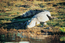 Crocodile, Territoire du Nord, Australie