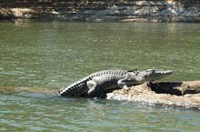 Crocodile, Territoire du Nord, Australie