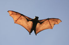 Flying Fox, Territoire du Nord, Australie