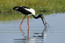 Jabiru. Territoire du Nord, Australie