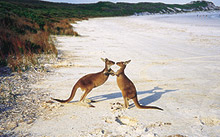 Kangourous, Australie de l'Ouest, Australie