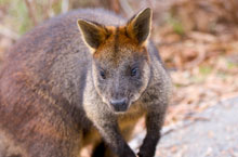 Wallaby, Territoire du Nord, Australie