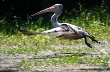 Pelican, Kakadu National Park, Australie Pelican, Kakadu National Park, Australie