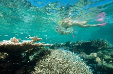 Snorkelling, Grande Barrire de Corail, Queensland, Australie