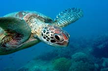 Frankland Islands, Queensland, Australie