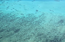Grande Barrière de Corail, Queensland