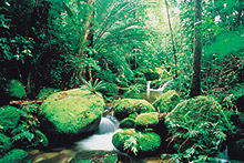 Fort tropicale de Daintree, Queensland, Australie