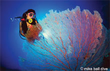 Fonds Marins, Grande Barrière de Corail, Queensland, Australie