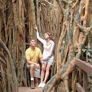 Curtain Figtree, Atherton Tablelands, Queensland, Australie Curtain Figtree, Atherton Tablelands, Queensland, Australie