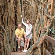 Curtain Figtree, Atherton Tablelands, Queensland, Australie