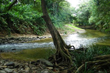 Daintree National Park, Queensland