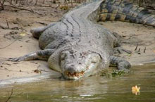 Crocodile sur la rivière Daintree, Queensland, Australie Crocodile sur la rivière Daintree, Queensland, Australie