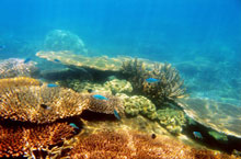 Fitzroy Island, Queensland, Australie Fitzroy Island, Queensland, Australie