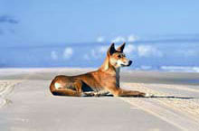 Dingo, Fraser Island, Queensland, Australie