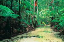 Fraser Island, Queensland, Australie