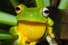 Grenouille, Queensland, Australie