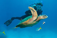 Grande Barrire de Corail, Queensland, Australie