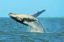 Baleine  Bosse, Queensland, Australie