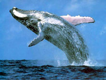 Baleine à bosse, Queensland, Australie