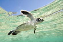 Lady Elliot Island, Queensland, Australie