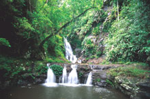 Lamington National Park, Queensland, Australie Lamington National Park, Queensland, Australie