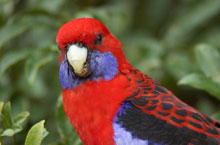 Lamington National Park, Queensland, Australie