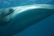 Baleine Minke, Grande Barrière de Corail, Queensland, Australie