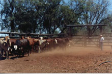 Myella Farm, Queensland, Australie Myella Farm, Queensland, Australie
