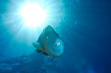 Grande Barrire de Corail, Queensland, Australie