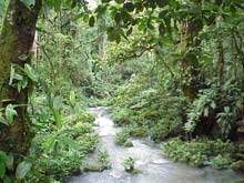 Rainforest Rainforest