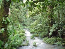 Rainforest