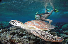 Snorkelling  Low Isles, Queensland