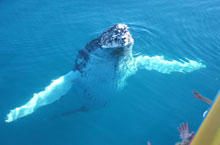 Baleine  bosse, Queensland, Australie