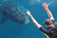 Baleine à bosse, Queensland, Australie