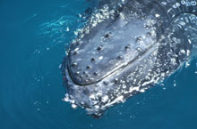 Baleine  bosse, Queensland, Australie