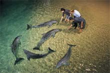 Dauphins, Moreton Island, Queensland, Australie