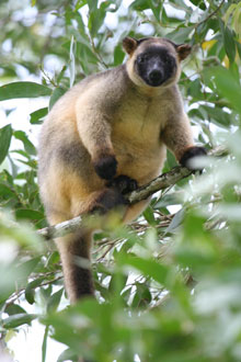 Kangourou de Lumholtz, Queensland, Australie