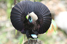 Victoria's Riflebird, Queensland, Australie Victoria's Riflebird, Queensland, Australie