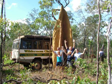 Termitire, Cap York, Queensland, Australie